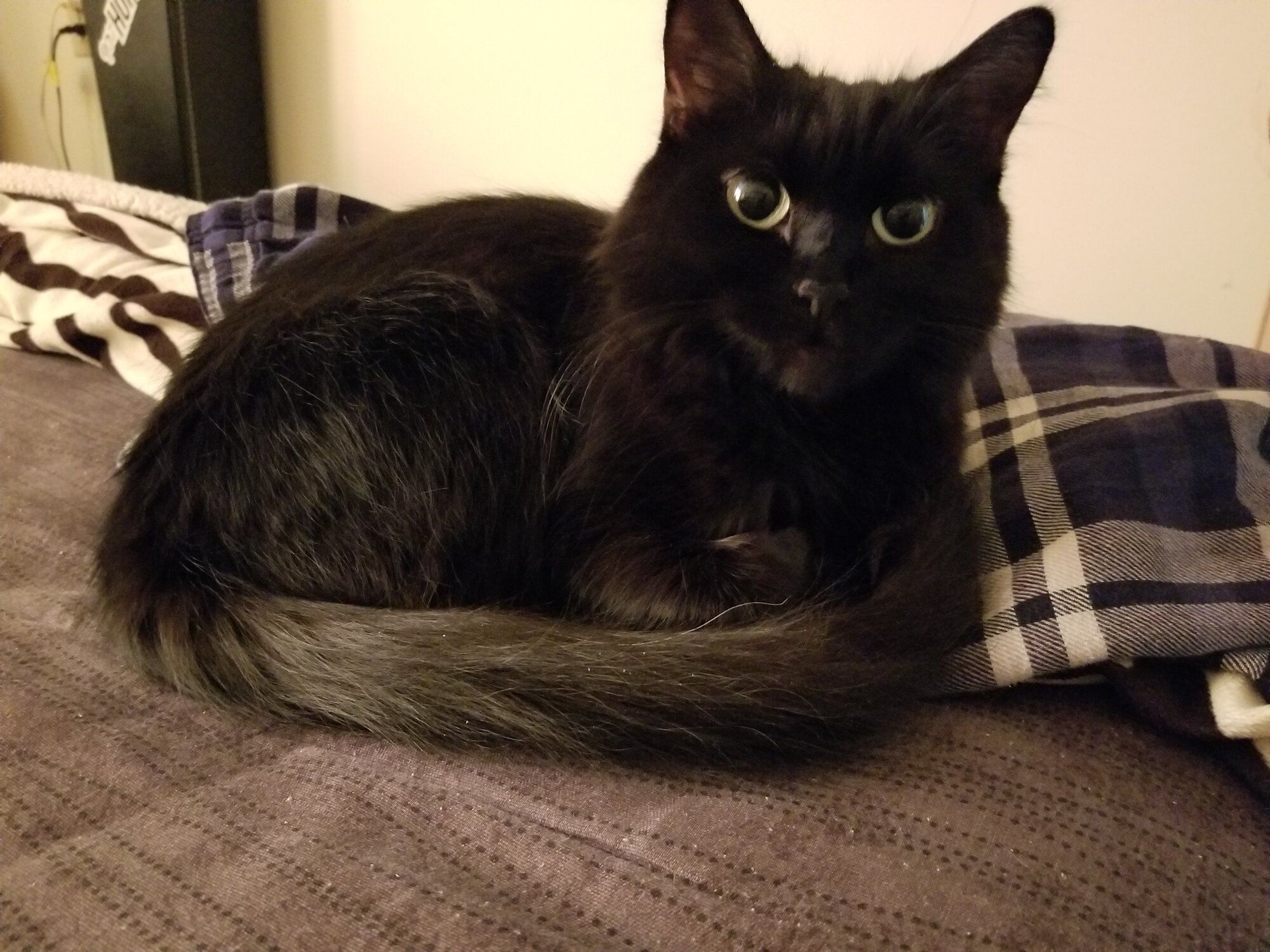 DIMON KITTY .jpg