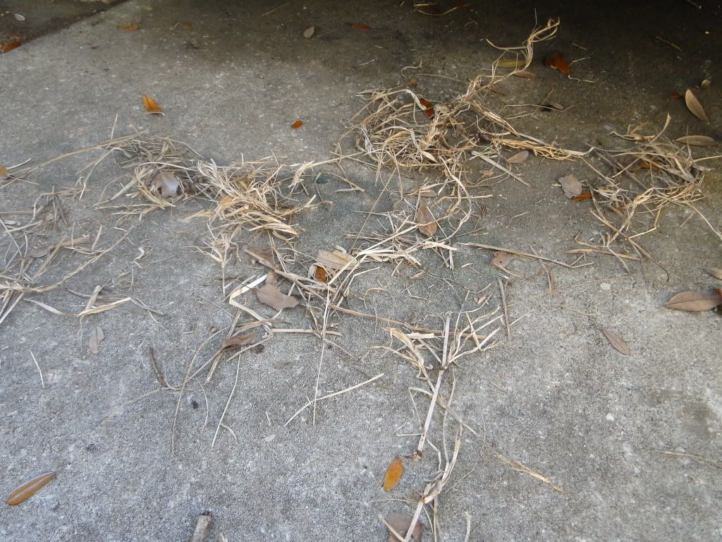 DSC02397.jpg