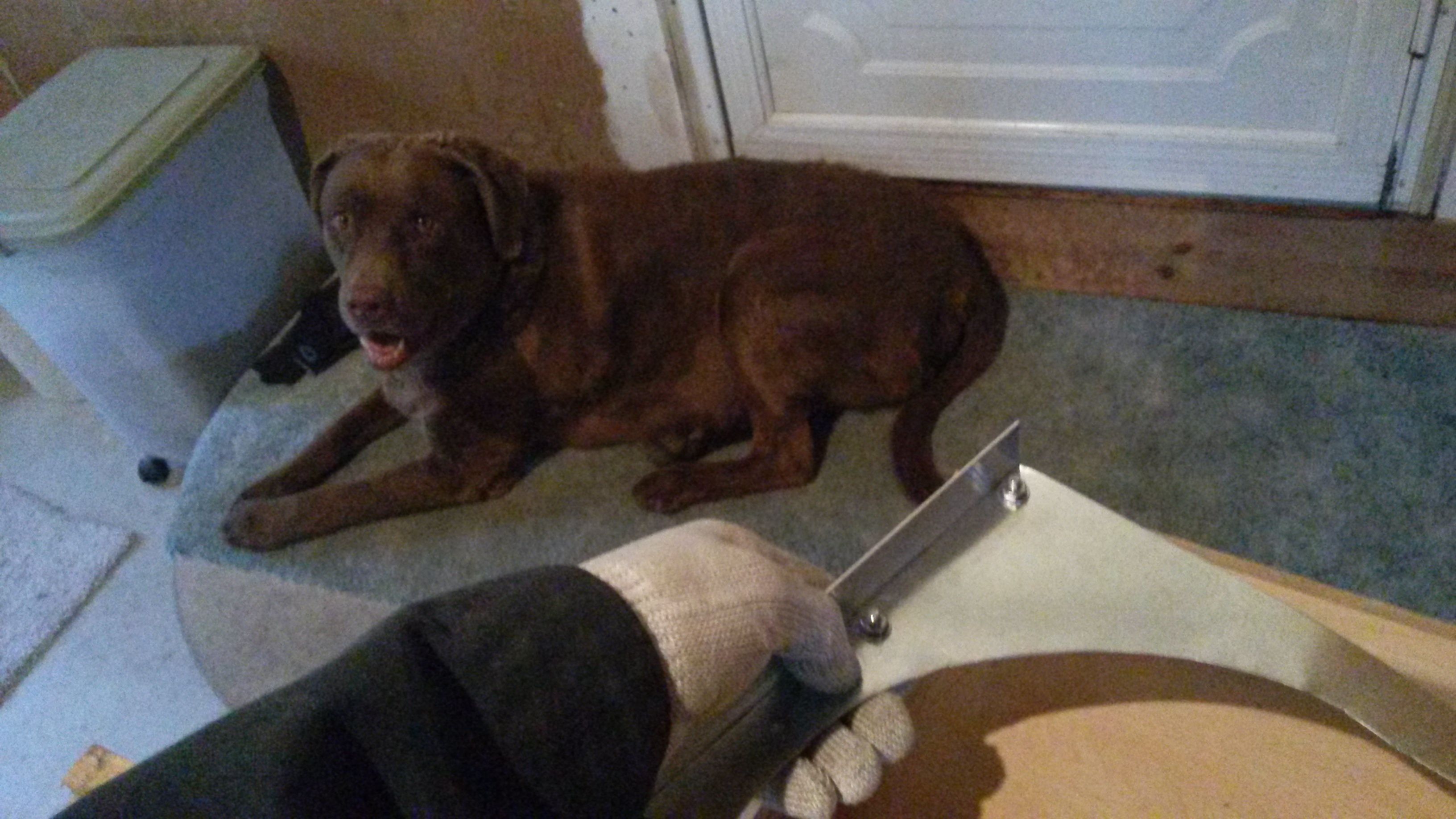 fan_make_dog.jpg