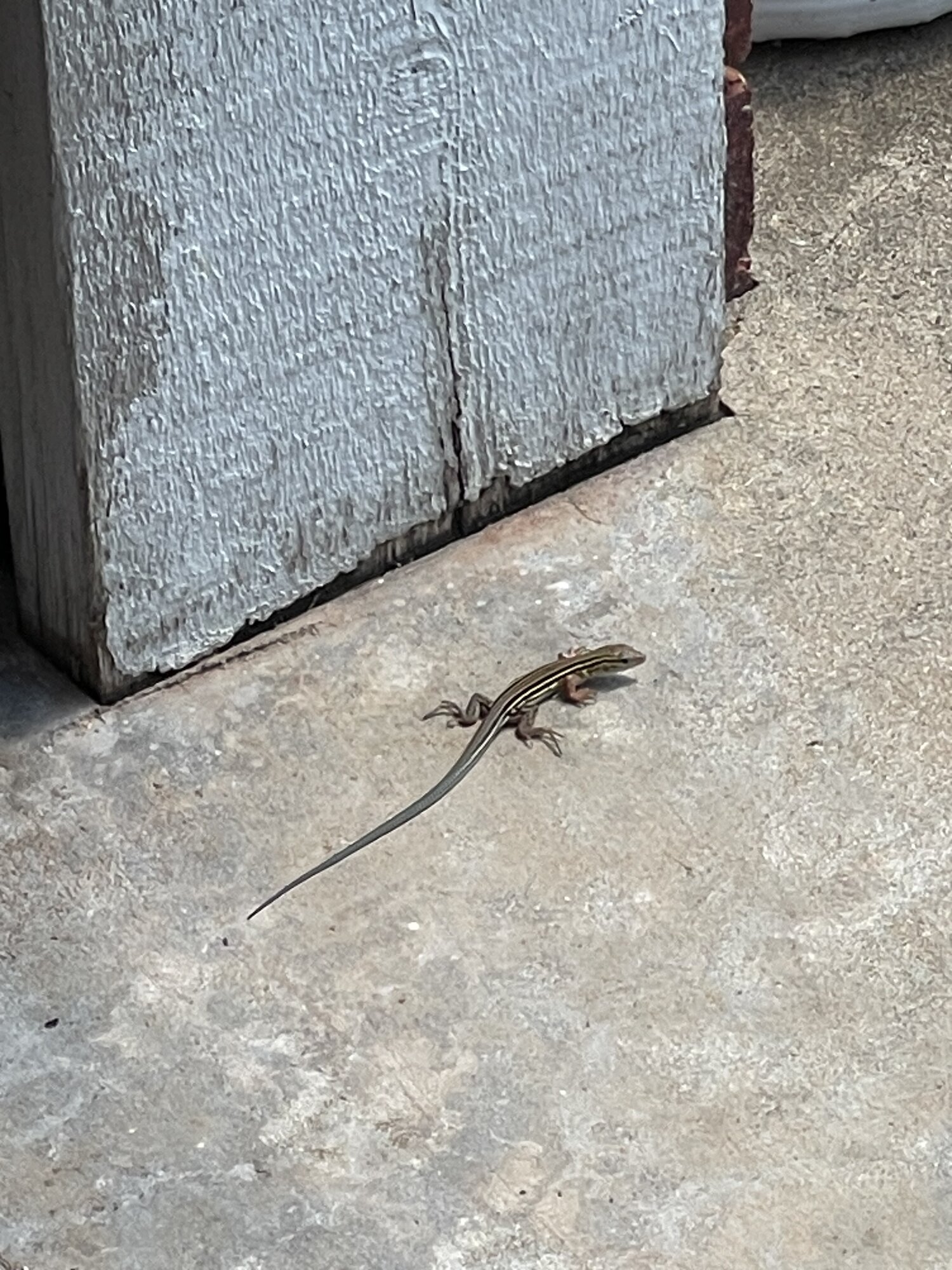 IMG_5653.jpeg