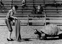 turtle matador.jpg