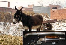 greddy donkey.jpg