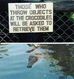 Crocodiles.jpg