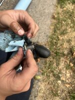IMG_3667.jpeg
