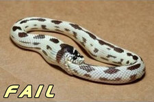 snakefail.jpg