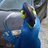 MobbinBluBird