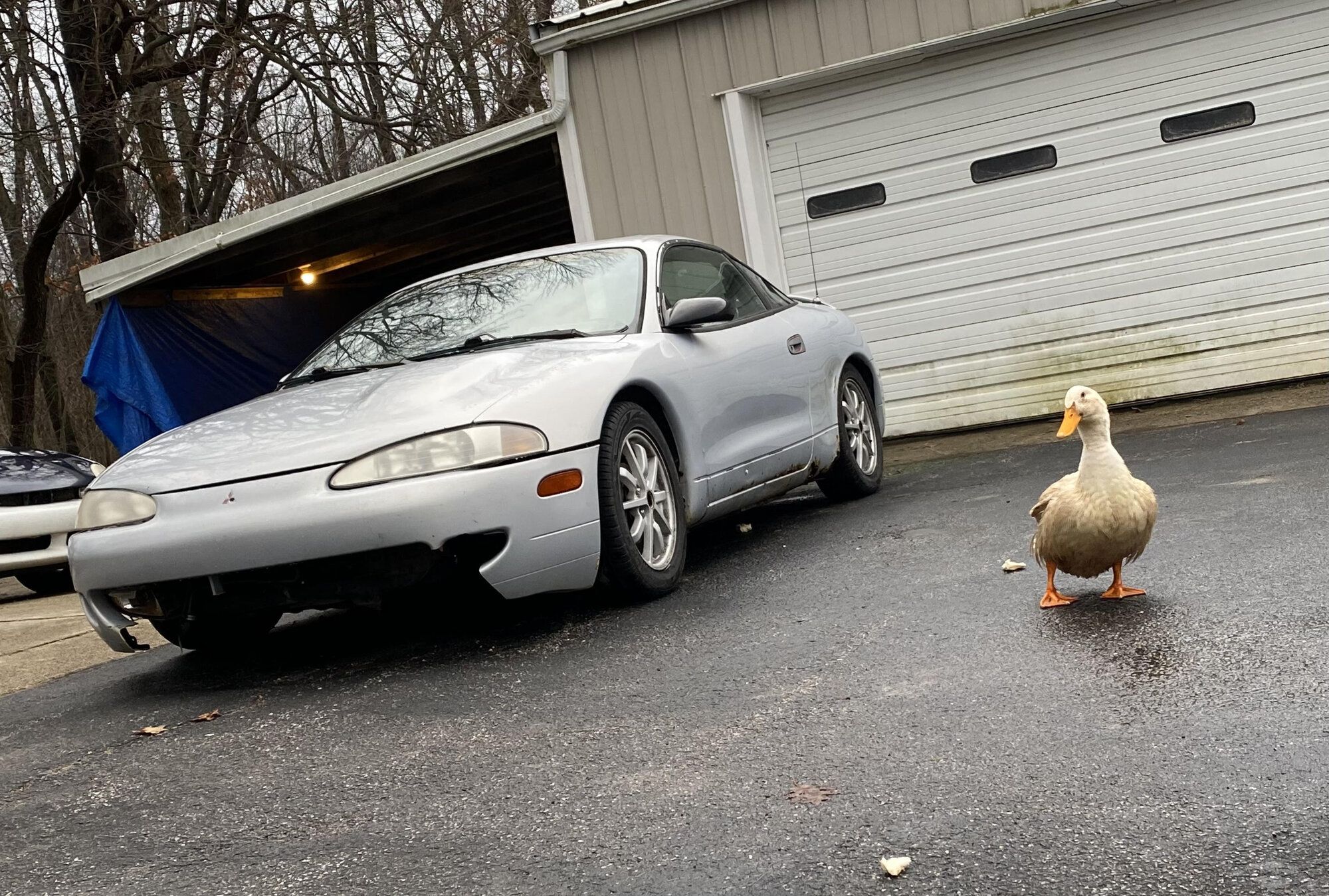 duckeclipse.jpg