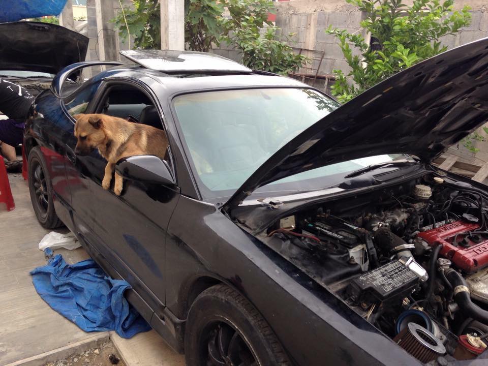 blacky perro.jpg