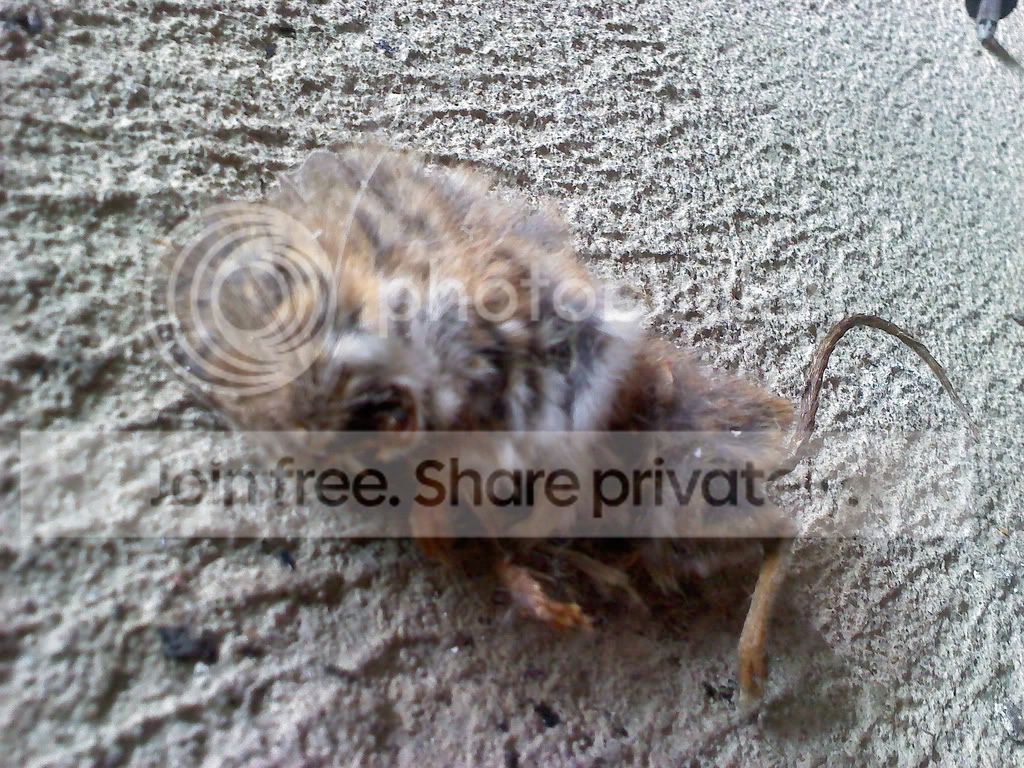 mouse2.jpg